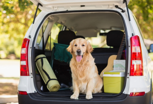 Vakantie met hond Vakantie met hond
