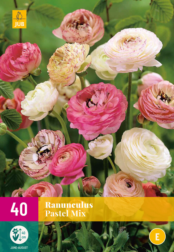 X40 Ranunculus Pastel Mix