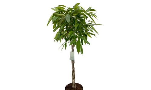 Ficus amstel king