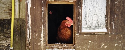 Poulailler pour vos volailles