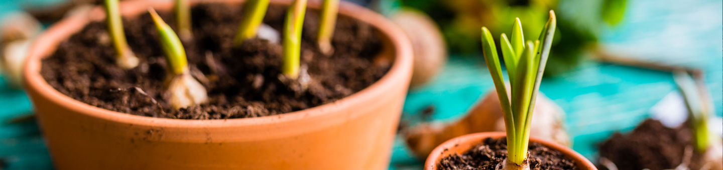 Plantes des bulbes à fleur en pot