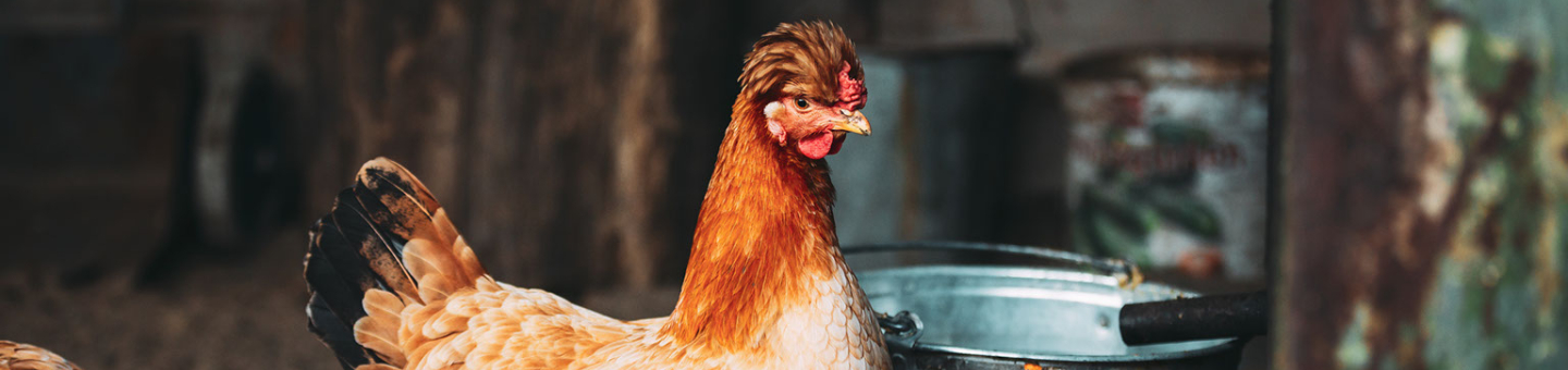 Perte de plumes chez la poule
