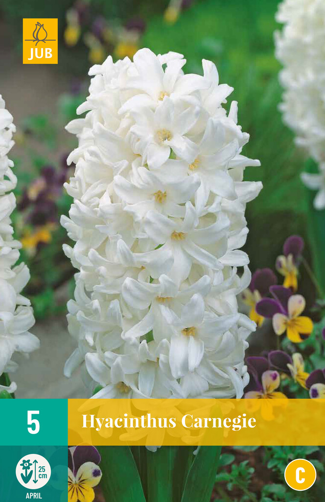 X 5 Hyacinthus Carnegie