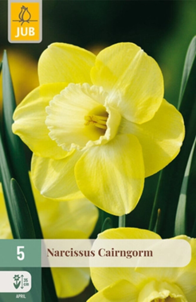 X5 Narcissus Cairngorm