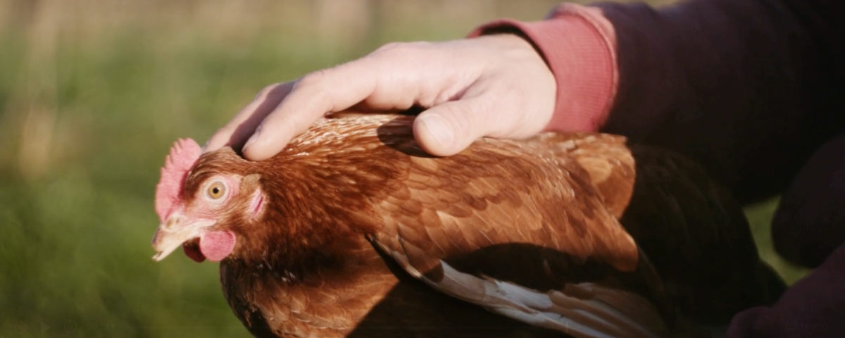 Zo maak je kippen handtam