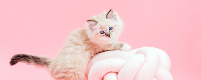 Check! Het boodschappenlijstje voor mijn nieuwe kitten