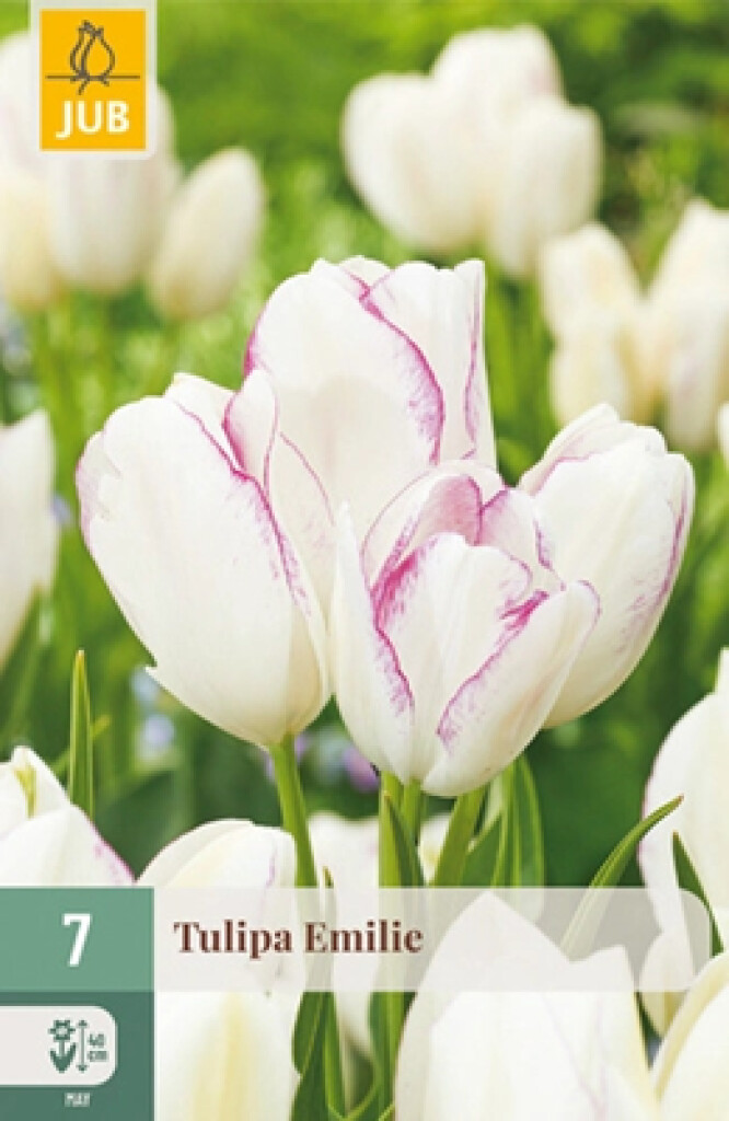 X7 Tulipa Emilie
