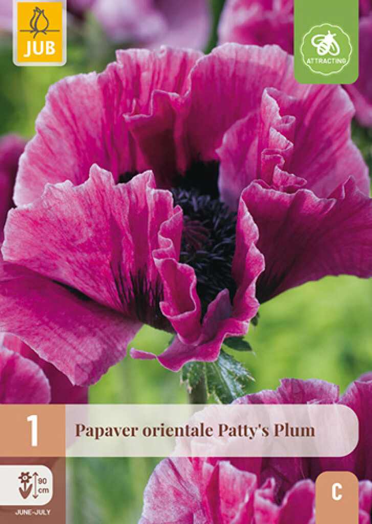 X1 Papaver Orientale Patty's Plum