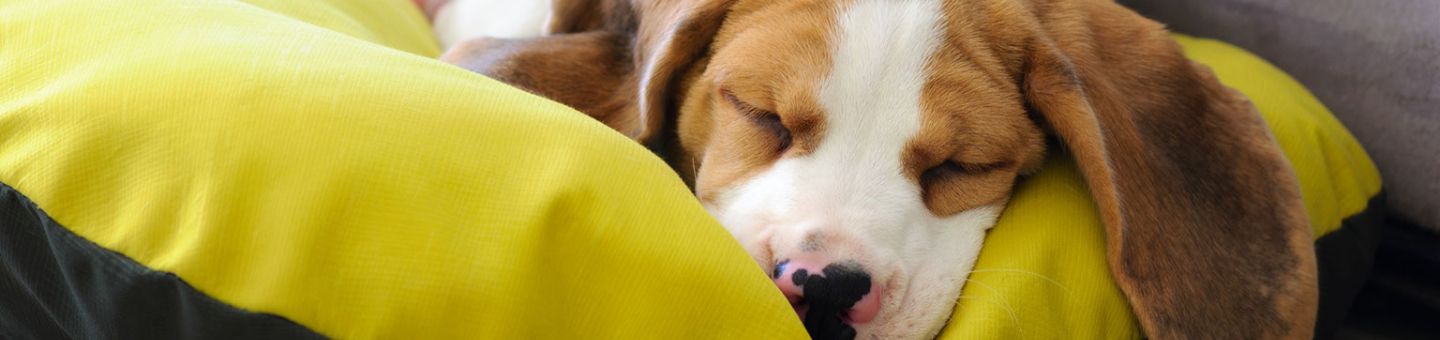 Un endroit confortable pour le chien Un endroit confortable pour le chien