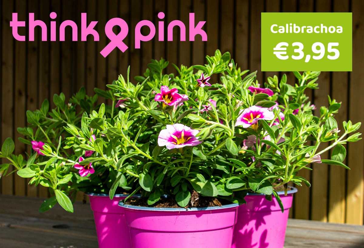 Think Pink Calibrachoa €3,95