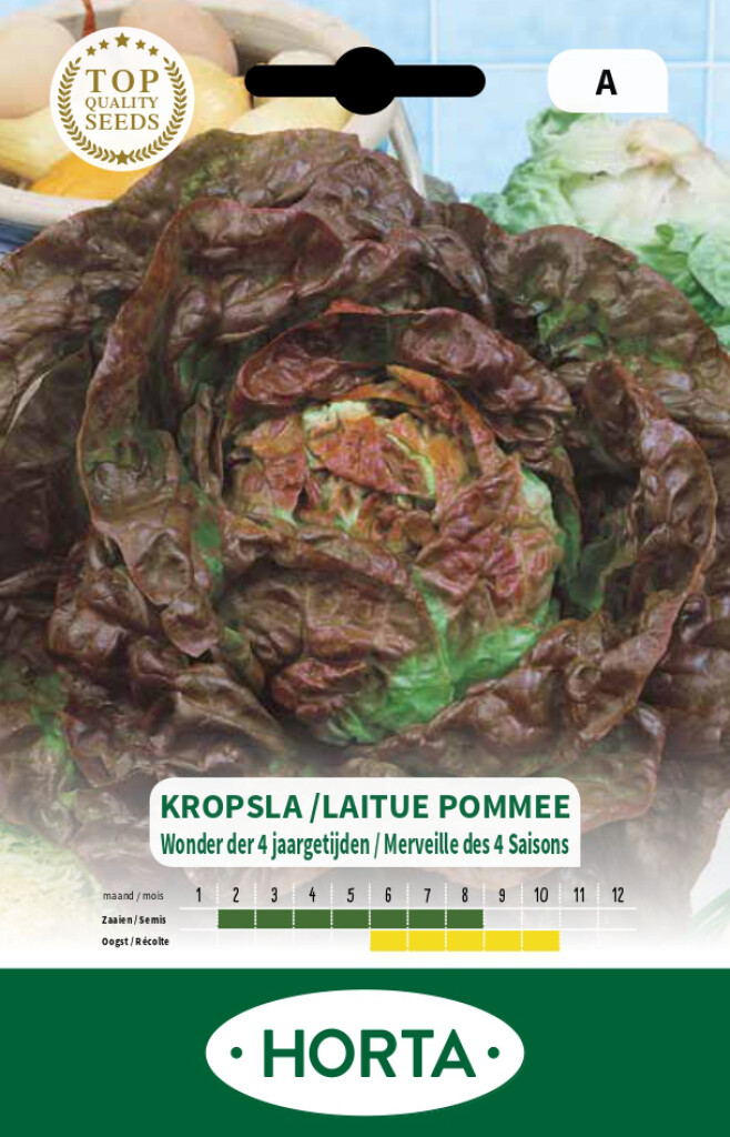 Laitue pommée Merveille des 4 saisons