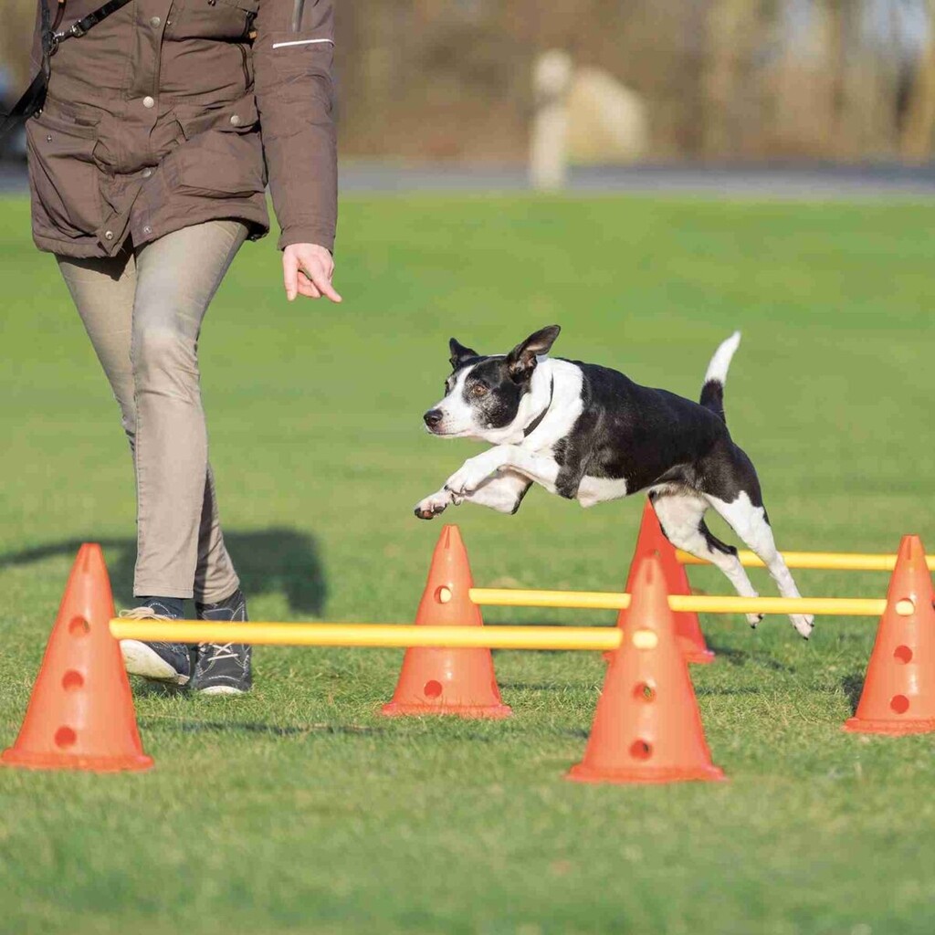 Dog Activity Set Cônes & Haies