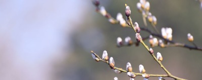 Jardin le mois de février Jardin le mois de février