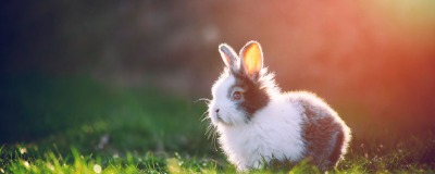 Matériel d'élevage pour lapin