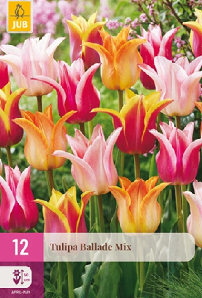 X12 Tulipa Ballade Mix