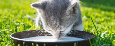 Drinken van melk voor uw kat