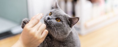 Kattensnacks