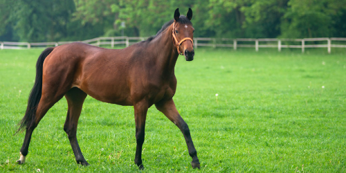 Paardenomheiningen Afrastering paardenweide