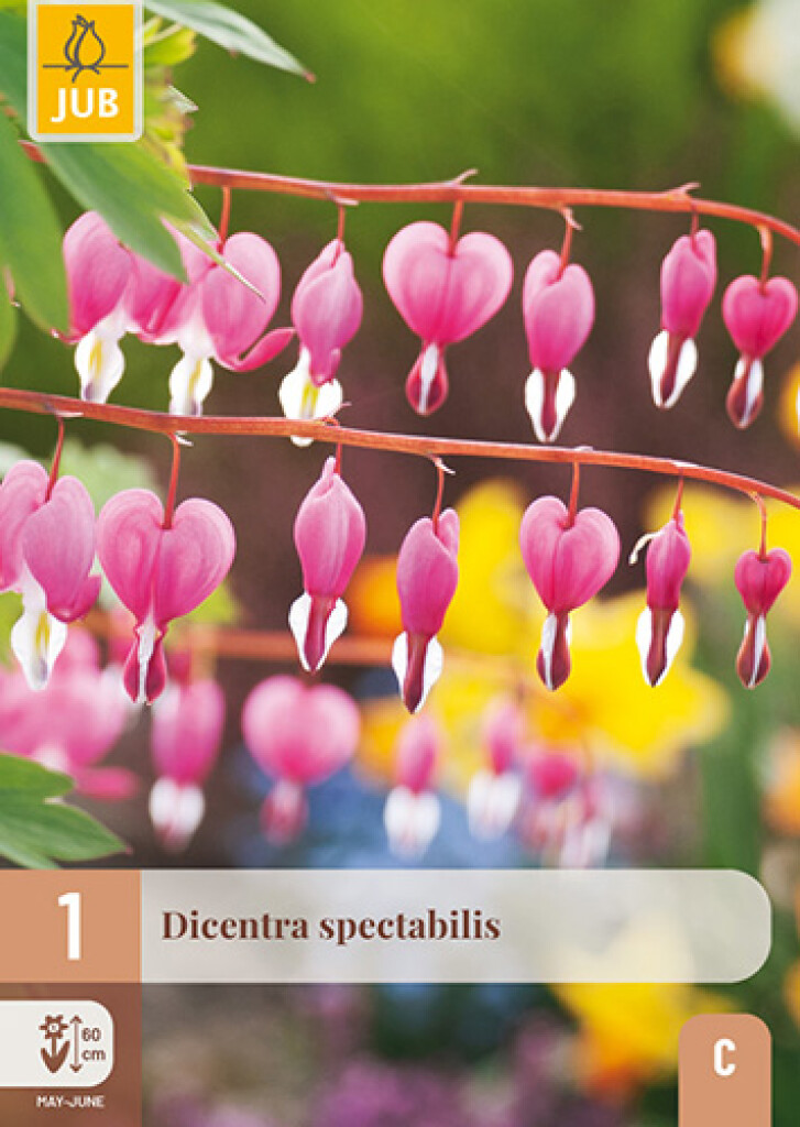 X1 Dicentra Spectabilis