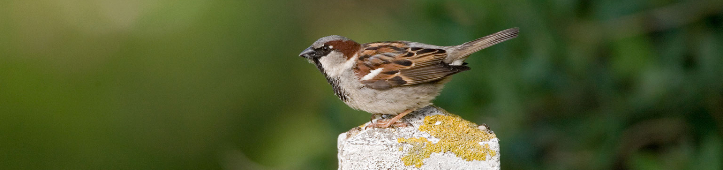 Moineau domestique Moineau domestique