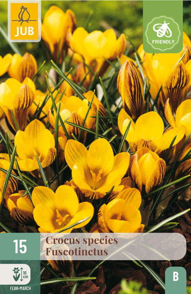 X15 Crocus Fuscotinctus 5/+