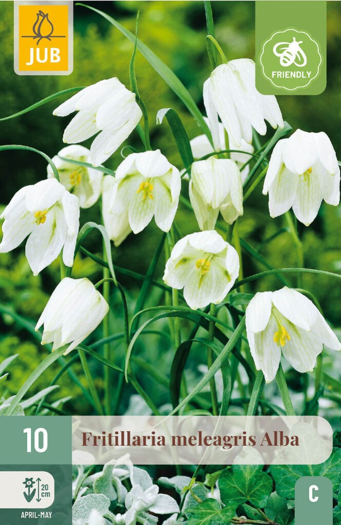 X10 Fritillaria Meleagris Alba 6/+