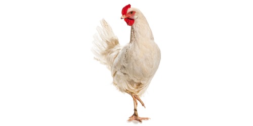 Poule de Livourne Poule de Livourne