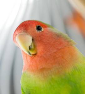 Siervogel