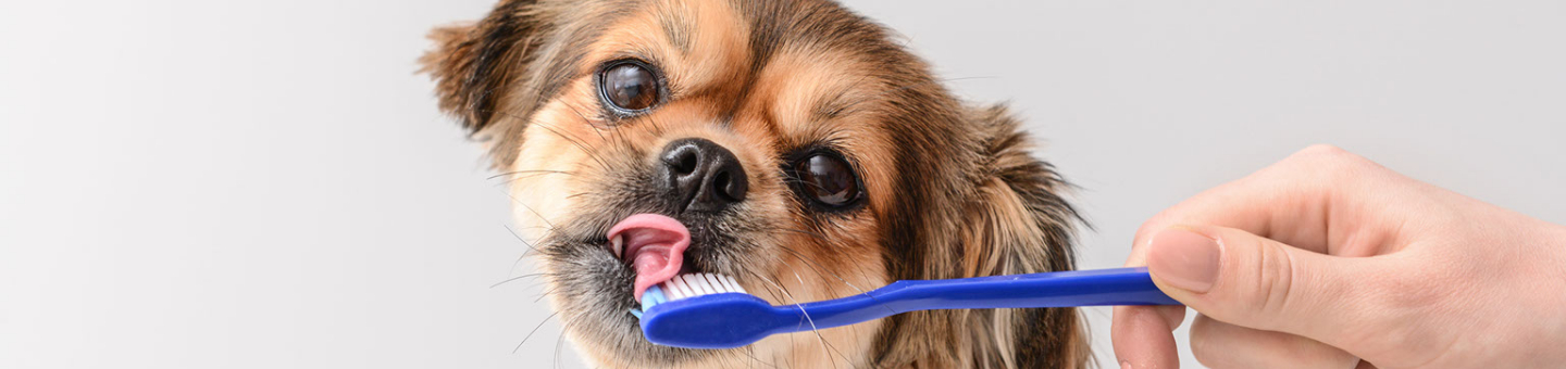Brossage des dents du chien