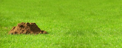 Mollen verjagen in gazon Mollen verjagen in gazon