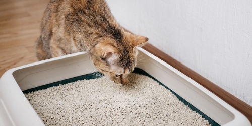 Kattenbak tips Kattenbak tips
