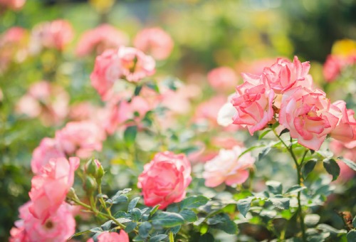 Meststoffen voor je planten