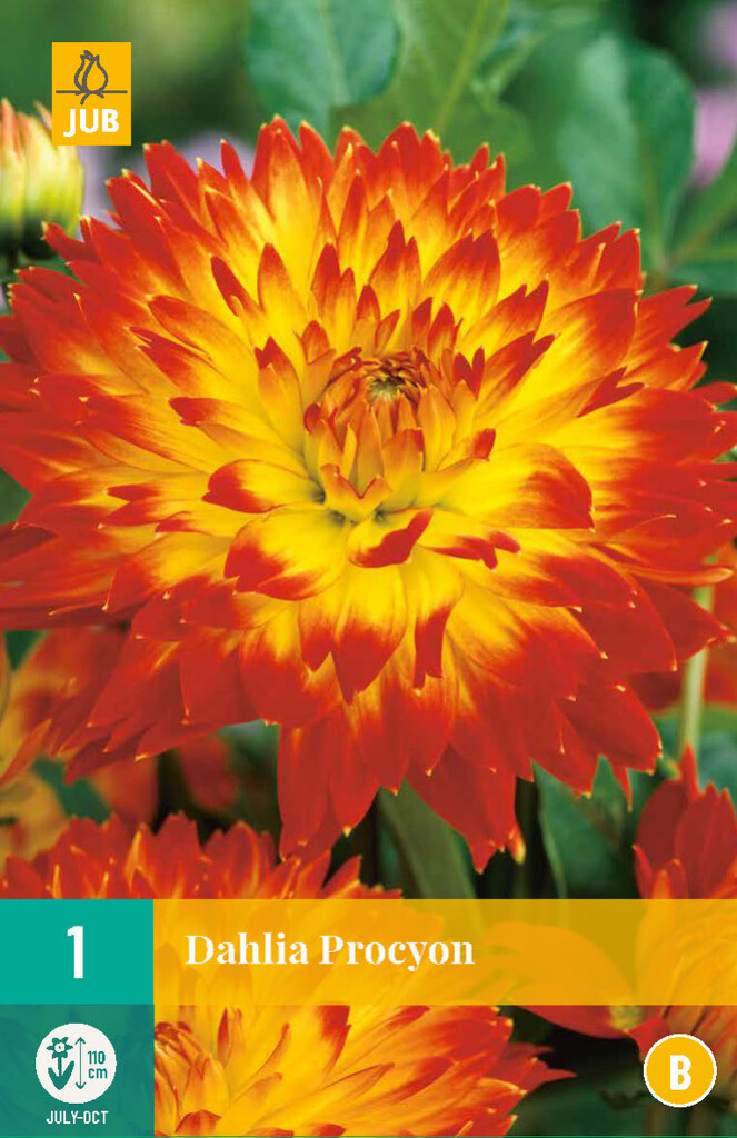 X1 Dahlia Procyon