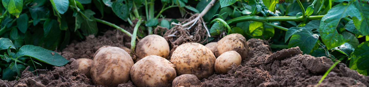 Propre pommes de terre Propre pommes de terre