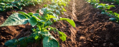 Overzicht aardappelen  