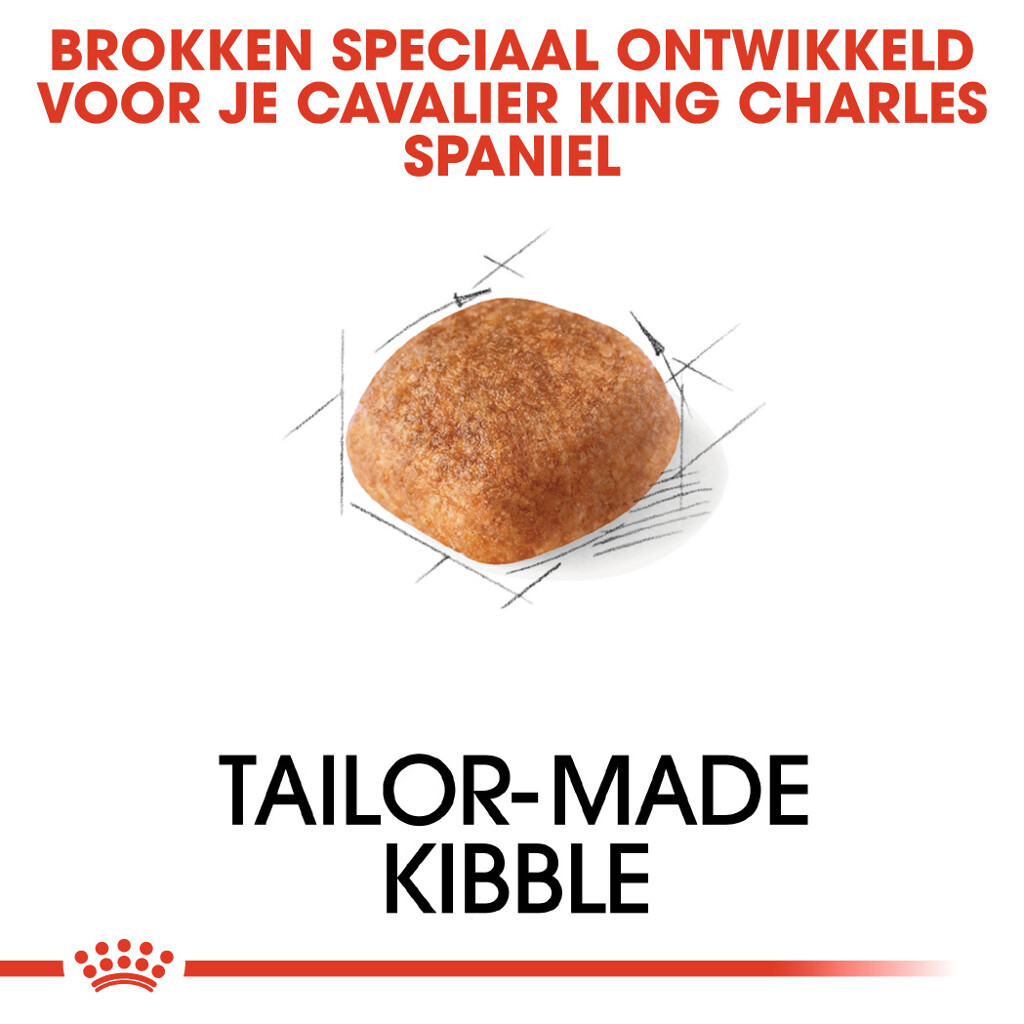 BHN Cavalier King Charles 1,5kg