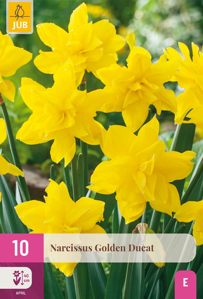 X10 Narcissus Golden Ducat 12/14
