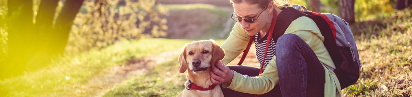 Tekenbeten bij honden