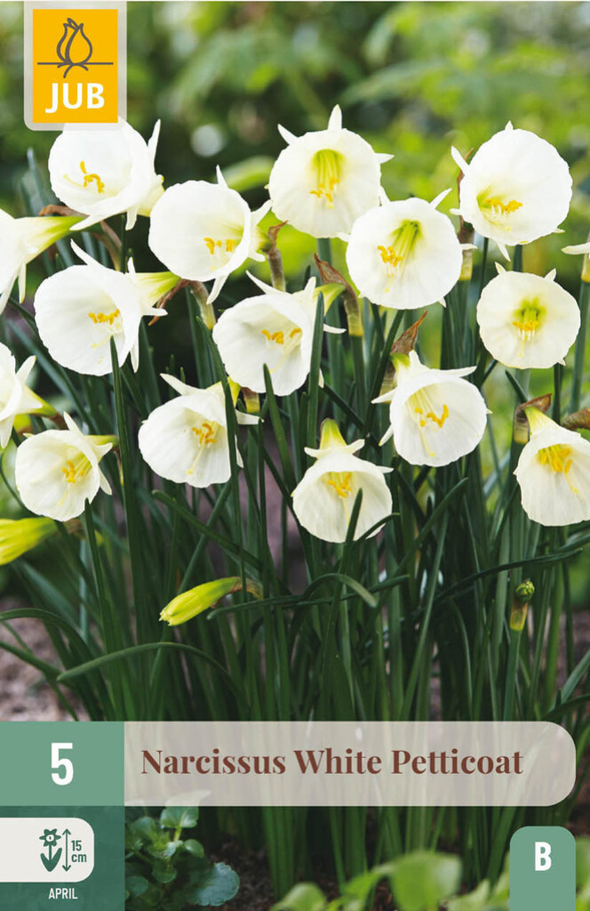 X5 Narcissus White Petticoat 6/8