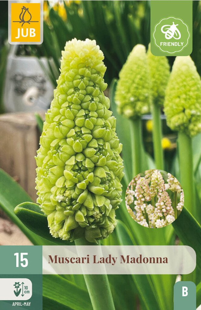 X15 Muscari Lady Madonna 7/8