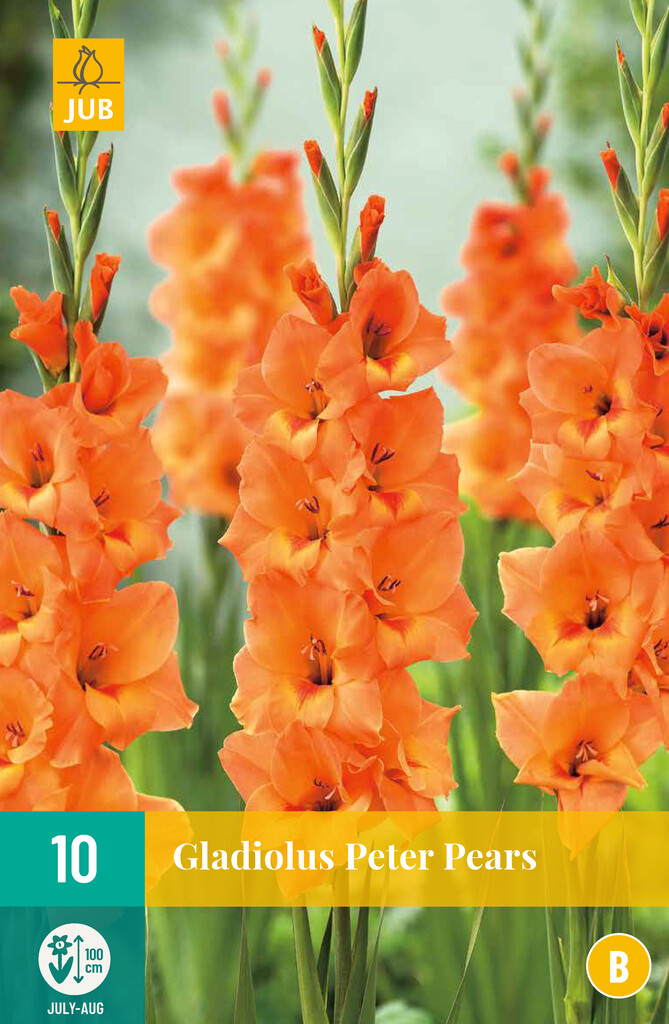 X10 Gladiolus Peter Pears
