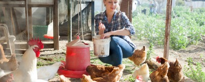 Aliments pour poules