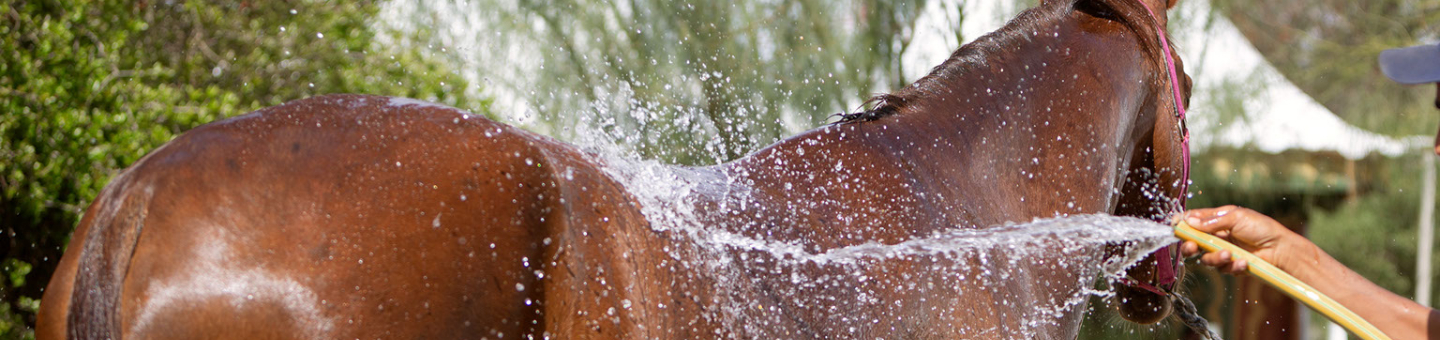 Elektrolyten voor paarden Elektrolyten paard