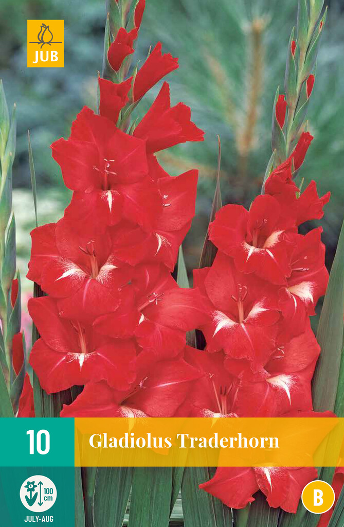 X10 Gladiolus Traderhorn