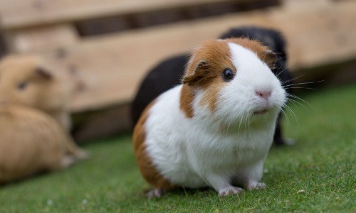 Cavia verzorgen Cavia verzorgen