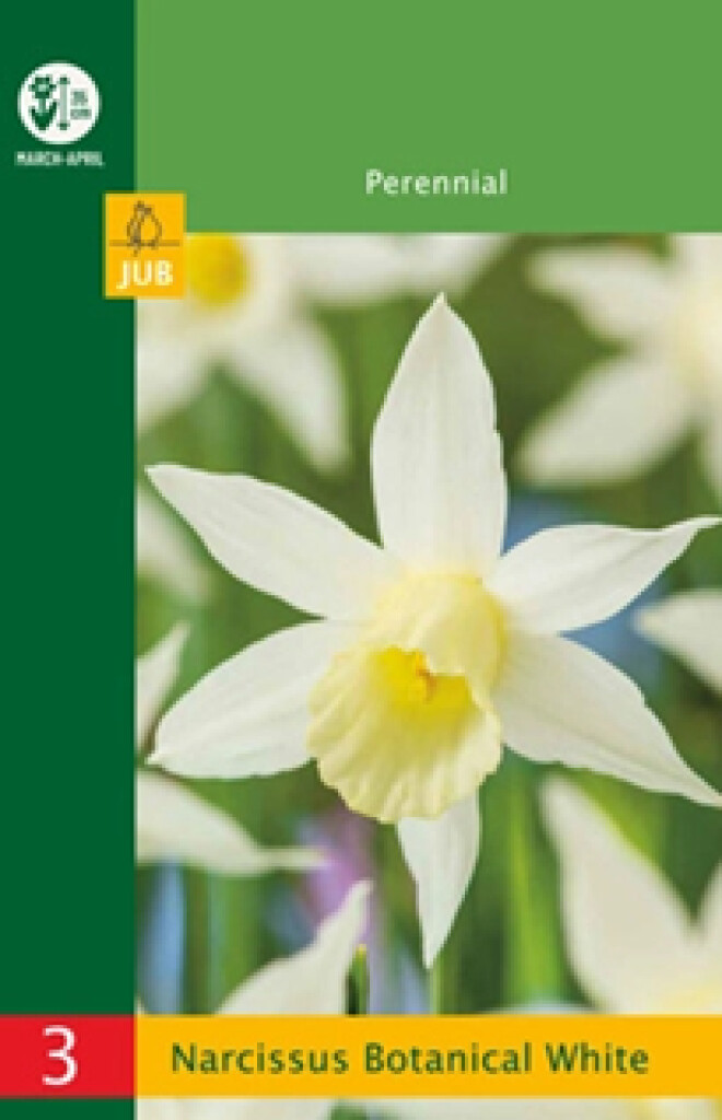 X3 Narcissus Botanical White