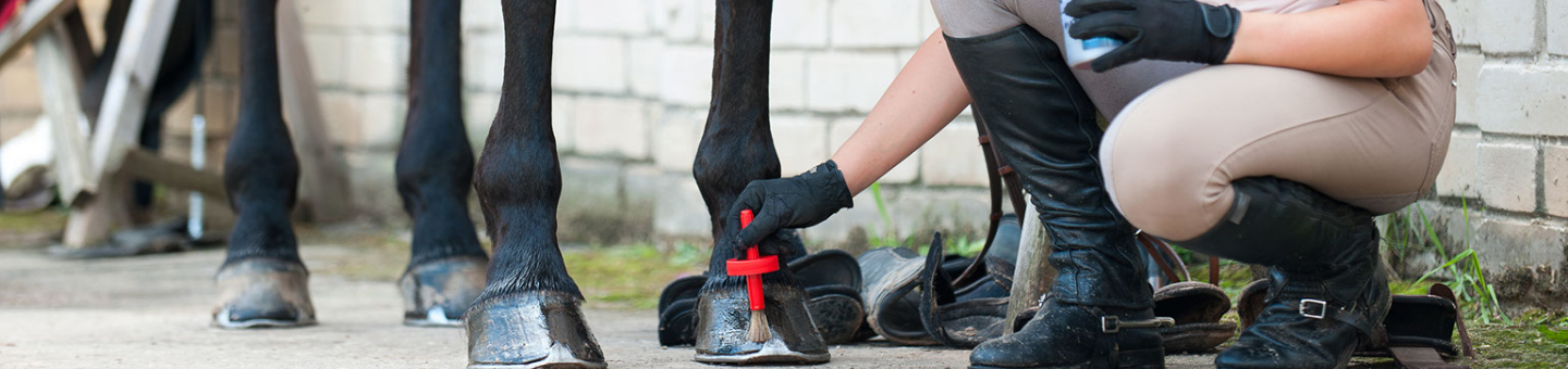 Verzorging paard