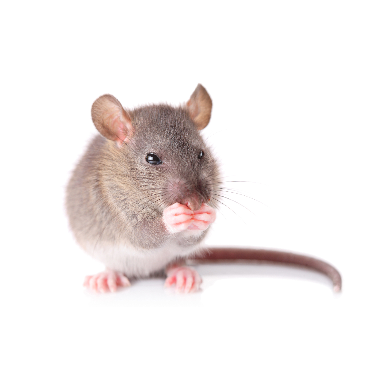 gerbil