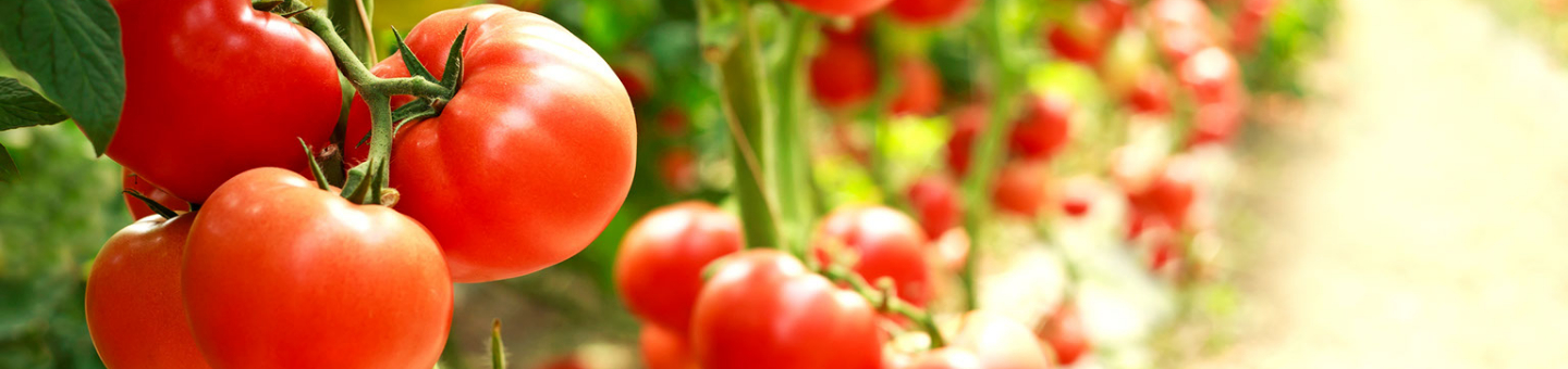 Tomaten onderhouden Tomaten onderhouden