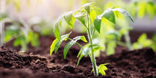 Moestuin Moestuin